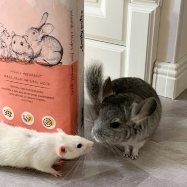 small animals